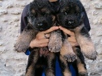 CHIOT