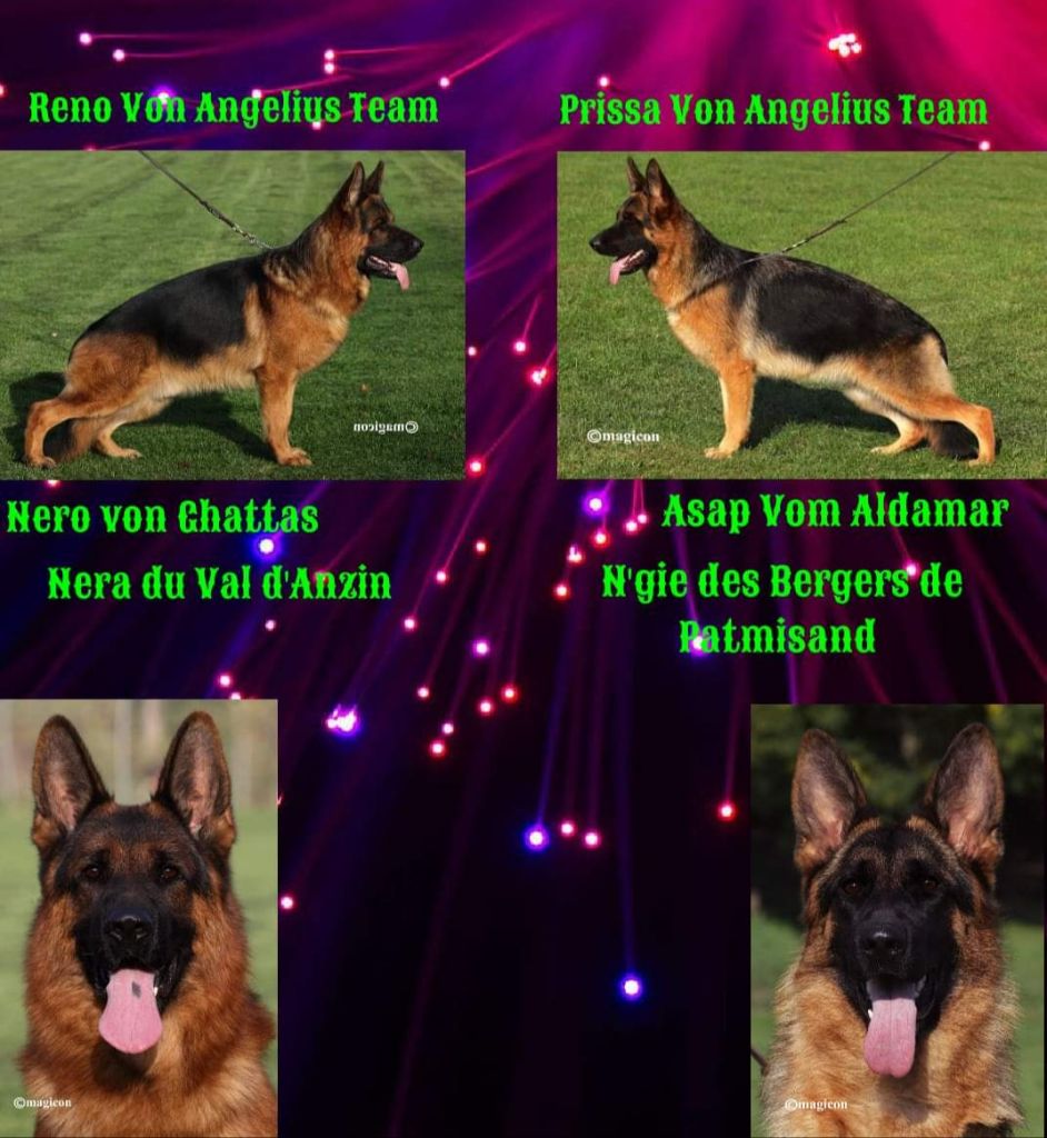 Chiot Berger Allemand Von Angelius Team